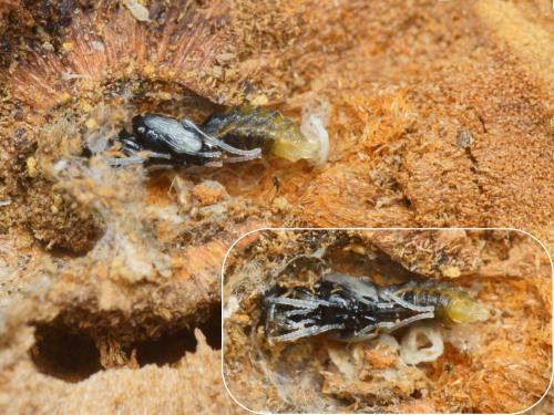 Passaloecus sp.